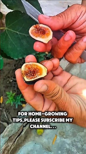 Ripe Fig Harvest & Cutting | Home Garden Fruit Picking