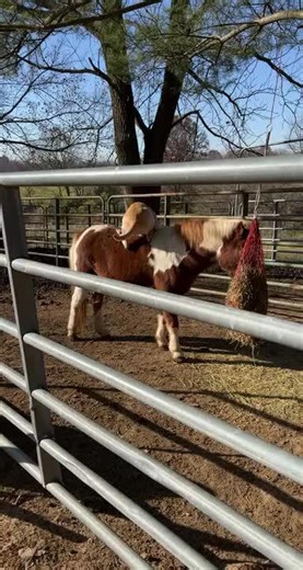 Yellow Labrador Enjoys Sitting on Her Horse Friend's Back