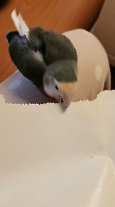 ¡LA MINI TRITURADORA DE PAPEL ESTÁ DE VUELTA! Esta pequeña cotorra hecha a mano vuelve a hacer de las suyas con sonidos naturales y ternura desbordante. ¿Estará por poner un huevito? ¡Demasiado adorable para resistirse! #CotorraHechaAMano #AvesTiernas #MascotasAdorables #TernuraExplosiva #PequeñasAlegrías | Engormix