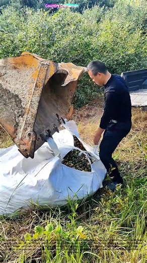 Hoisting Harvests: How Mechanized Lifts Preserve Farming Roots