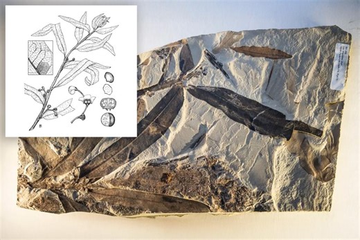 ‘Alien plant’ fossil found decades ago in Utah unrelated to any living or extinct species, new study reveals