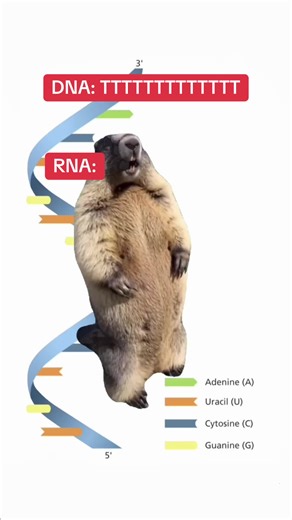 Niche funny #biology #funny #dna #genetics #stem