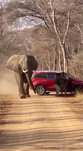 Elephant attacking Humans in forest🐘 Unexpected wild encounter #wildlife #elephant #forest