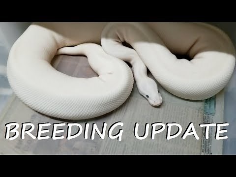 Breeding Ball Pythons: Post-Ovulation or Pre-lay Shed