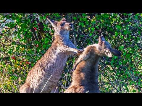 WILD AUSTRALIA | The Fight for Survival in the Australian Alps | 4K