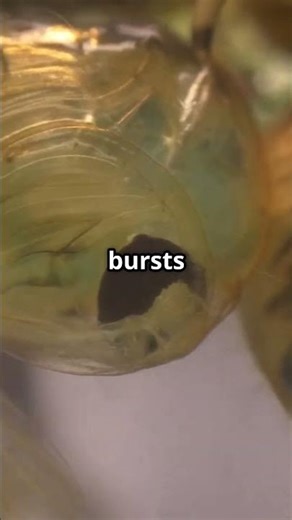 The Parasite That Turns Insects Into Puppets!!! #tiktok