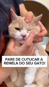 Cuidar dos olhos do seu gato exige mais delicadeza do que você imagina. 👁️🐱 Muita gente tenta limpar com o dedo, algodão ou lenços comuns — e sem perceber, pode estar causando incômodo ou até machucando sem querer. A região dos olhos é extremamente sensível e precisa de produtos pensados especialmente pra ela. Usar lenços próprios faz toda a diferença: mais conforto pro seu pet, menos risco de infecção e uma limpeza eficiente, sem exagero nem desperdício. Transforme o cuidado em um momento de 