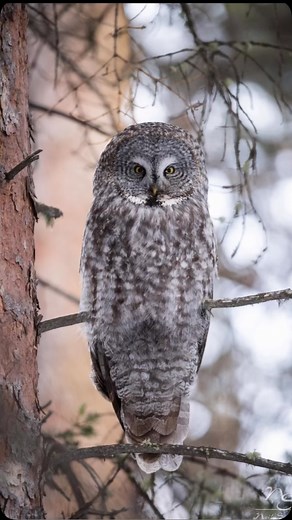 Hands down one of my favorite moments of the winter was seeing 4 different types of owls in 2 days. Which owl is your favorite? ~ ~ ~ ~ #roamwildphototours #neilsimmonsphotography #nikonz8 #nikonwildlife #wildlifephotography #wildlifephotographytours #learnphotography #wildlife #yellowstone #owls #owllovers #owlphotography #owladdict #owlsofinstagram #owlobsessed #borealowl #ggo #greathornedowl #pygmyowl #winterphotography❄️ #winterwildlife #snowphotography #igreels #igreach #igaddict #trendingr