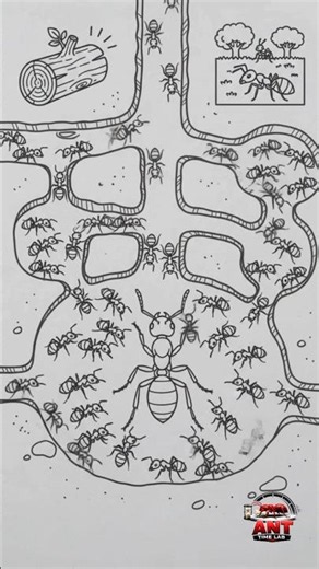 🐜 What is a Carpenter Ant? The Hidden Wood-Destroying Insect! #woodants