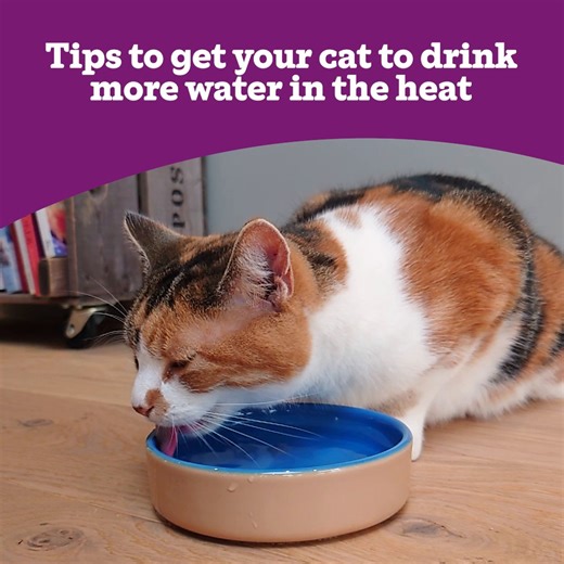 34K views · 320 reactions | We know cats aren’t always big fans of...