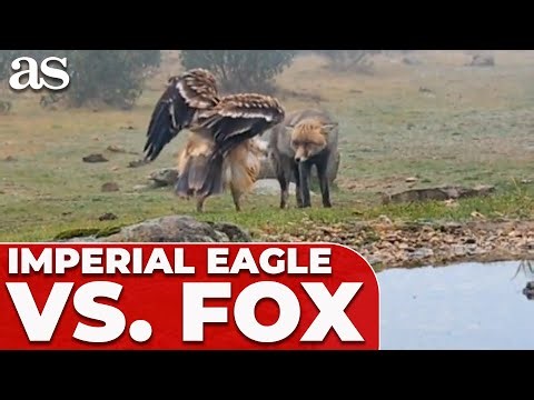 IBERIAN IMPERIAL EAGLE CONFRONTS a FOX in the mountains near MADRID and VIDEO GOES VIRAL