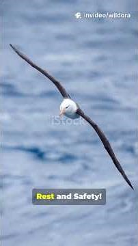 The 42-Minute Nap: 🤯 The Bird That Sleeps While Flying And Never Crashes!