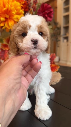 Destination Doodles • Marianne Hess | Pupdate: reserved. Who wants a BFF? Donald Duck may be your boy. This video is long but I left it so you can see what a sweet and gentle... | Instagram