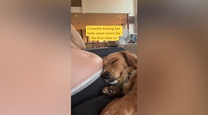 Dog Feels Owner's Baby Kick for First Time
