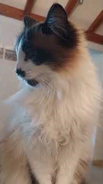 chat Ragdoll 🐈 #cat #ragdoll #chat #pets #agathe #shorts #reels #viral #animaux
