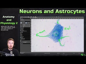 Neuron and Astrocyte Cytology and Principle Cells of the Nervous System - Anatomy and Physiology 2