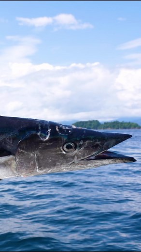 6K views · 145 reactions | Wahoo sashimi #subsistanceliving @darienlodge @bubbablade #darienlodge #landofgiants #wildcoast #fishcolombia #fishcolombiaexpeditions #slowpitchjigging #fishcolombia2023 #fishing #fishinglodge #elbizcocho #lasardina #offshorefishing #adventure #fishingtrip #flyfishing #panama #colombia #bahiasolano #choco #travel #mahimahi #bubbablade #bkk #colombiasalvaje #fishofalifetime #popping #hookyourdream #bkkhooks | Fish Colombia | Facebook