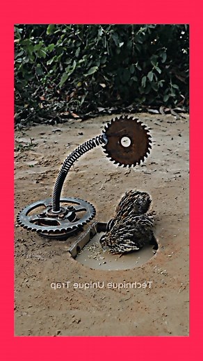 #foryoupage #viral #foryou #fyp #viralvideo #birdstrap #bird