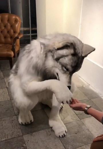 Cute realistic dog fursuit! 🐶 #cute #fursuit #fullsuit #costume #fursuiter #furry #furryfandom #fluffy #fursuitfriday #cuddle #twitter #wolf #dog #realistic #realisticfursuit