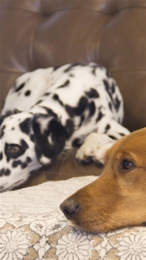 Daycare at Paw-A-Day Inn just isn't playtime... it's their favorite part of the day! Socialization, exercise, enrichment, and a whole lot of tail-wags. Don't leave them bored at home. Treat them to the best day ever! Overnight boarding also available. | Paw-A-Day Inn