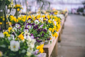 Pansies & Violas | Petitti Garden Centers