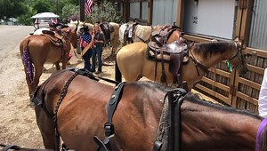 33K views · 125 reactions | Paul Garrison III and Ruby, in Bandera Texas at 11th Street Cowboy Bar. ￼ | Missouri Mule Makeover/Ozark Mule Days | Facebook