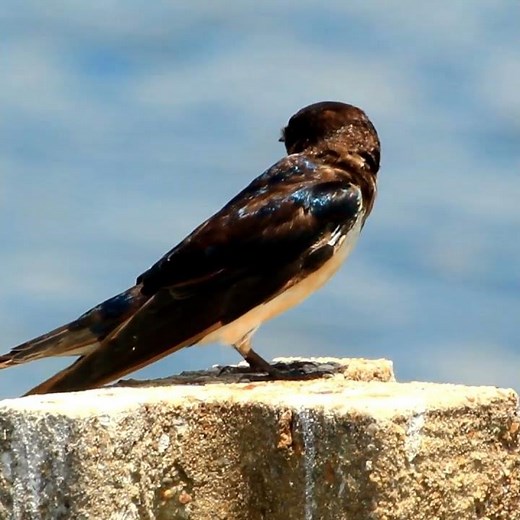 "Amazing Barn Swallow Bird: A Close-Up Look at Their Unique Features"
