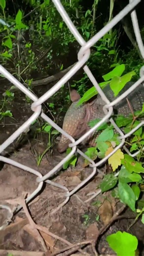 South Carolina armadillo.