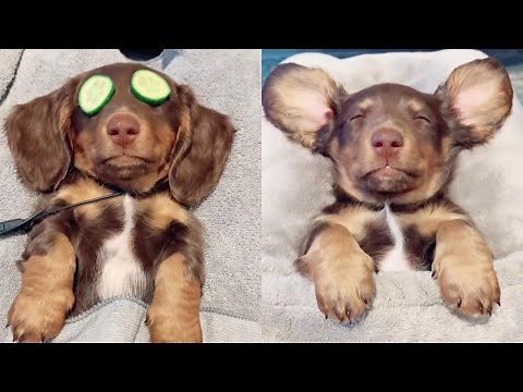 Sausage Dog Loves Going To The Home Spa