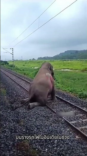 Animals VS Trains