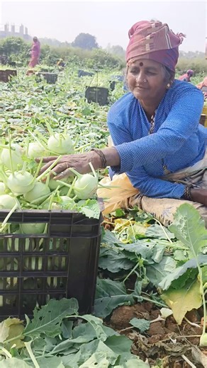 From Field to Market: Kohlrabi Harvesting வயலிலிருந்து சந்தைக்கு – நூக்கோல் அறுவடை
