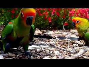Golden capped conures