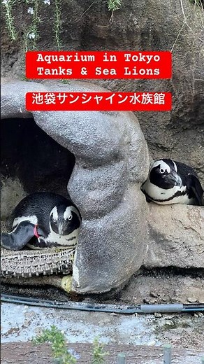 池袋サンシャイン水族館 🎀Tokyo Sunshine Aquarium Walk #デート#子連れ #東京観光