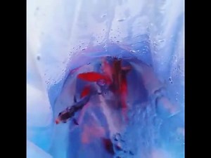 Look what just arrived to our greenhouse today...Koi! Koi and...