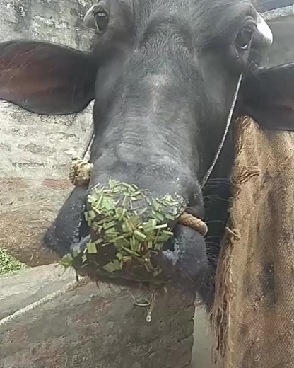 sumit (@sumit88375)’s videos with original sound - sumit