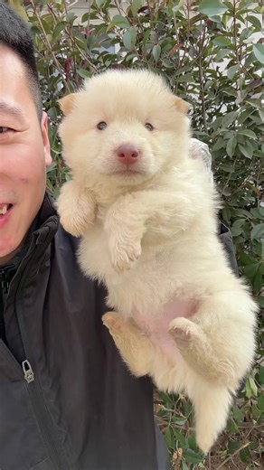 A Cutie Chow Chow from Shandong, China