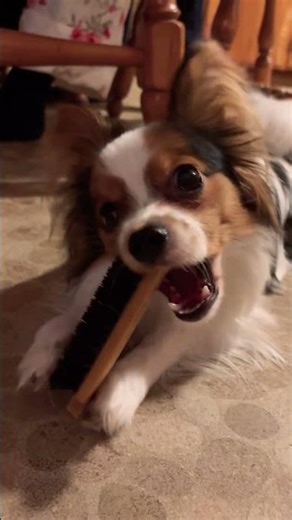 Kipper chewing on a comb #wildwyatt95