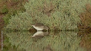 Long-billed Dowitcher feeding in shallow waters with reflection and beautiful background - Limnodromus scolopaceus HD footage 120fps slow motion