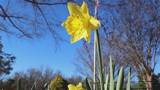 Early-blooming spring flowers will arrive soon
