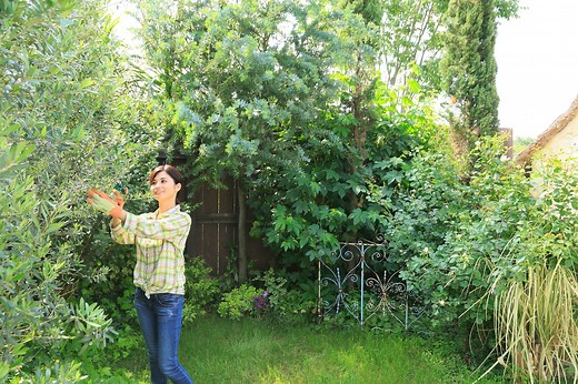 庭木の剪定を自分でやるための基本……時期や方法、整枝のコツ  [植木・庭木] All About