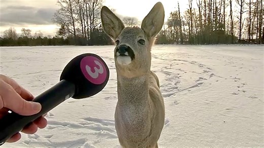 Best animal news bloopers caught in unexpected moments