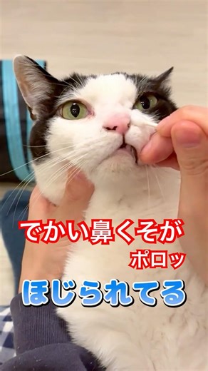 猫の鼻掃除、大きな鼻くそがゴッソリ #アフレコ #白黒猫 #猫のいる暮らし #おもしろ猫