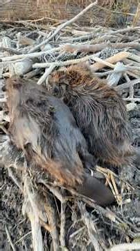 Michigan beaver trapping #youtubeshorts #hunting #nature #trapping #beaver #TikTok