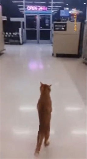 Walking Cat Caught?! 😱 #viralshort #shorts #Viral #short #usa