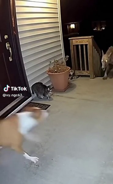 Exploring Pets: Dogs, Cats, and Wolves