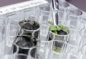 First ever plants grown in soil from the Moon
