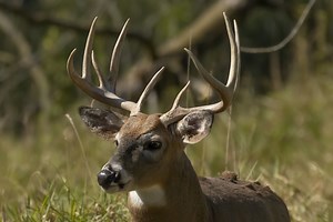 The 10 Best Places to Hunt Deer in America