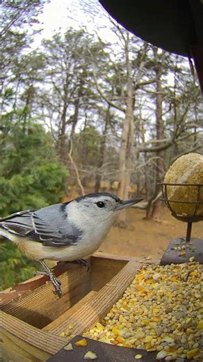 white-breasted nuthatch 🖤🩶🤍 #birdfy