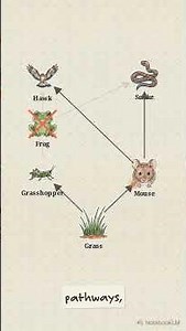 What are Food webs and why are they necessary for Sustainable Environment. #foodweb #environment #1m