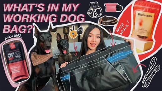 The essential survival kit inside a busy dog mom's bag